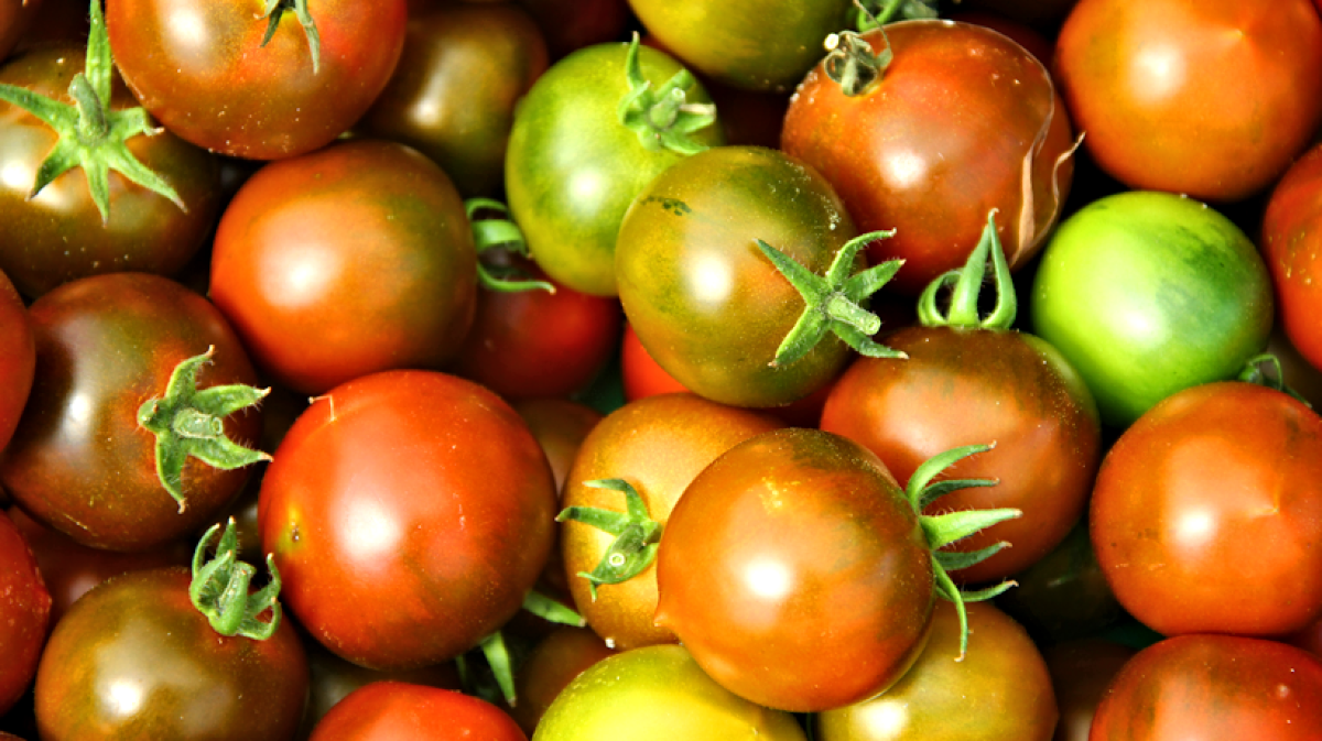 Pomidorai „Kamonium"