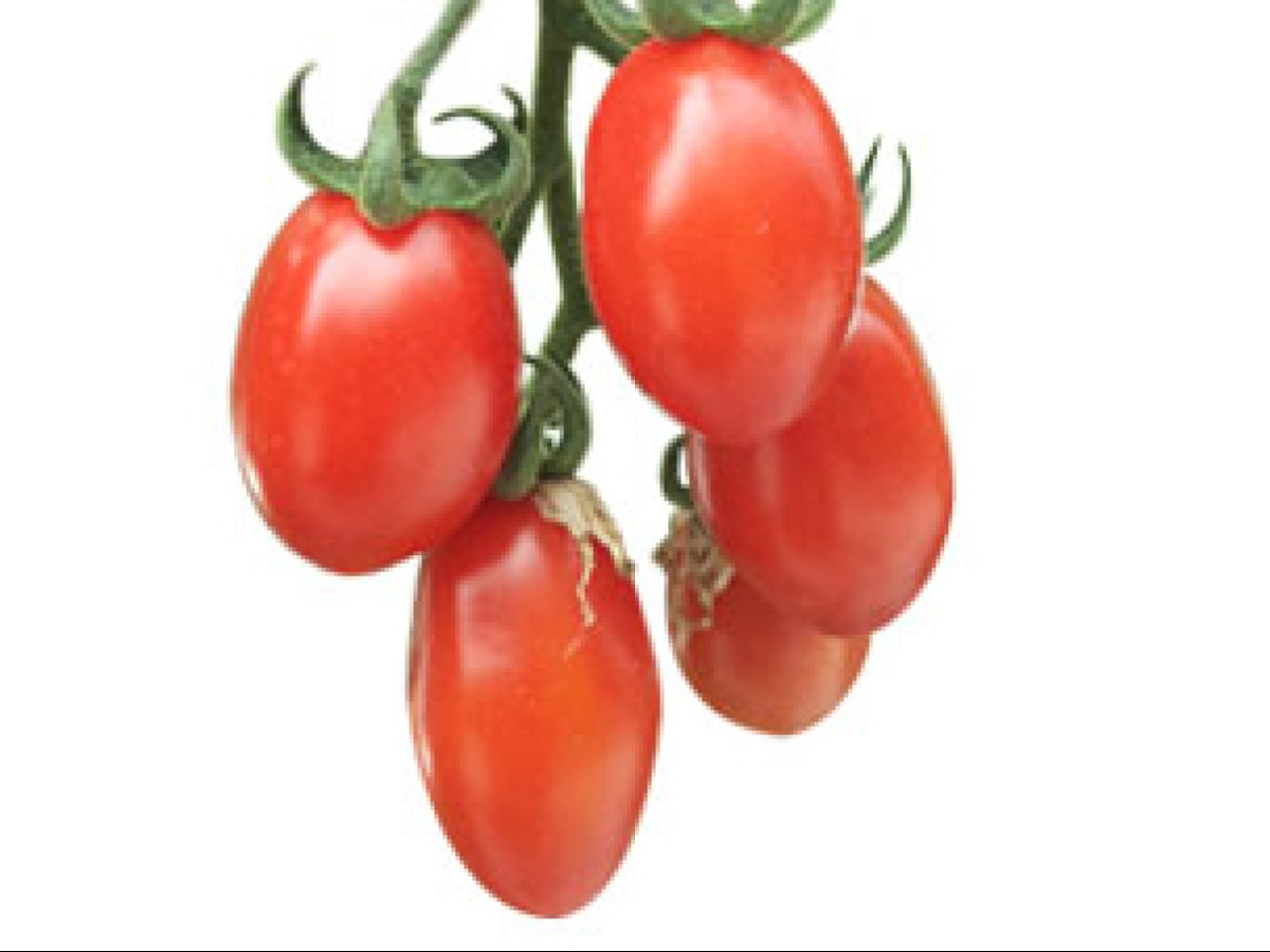 Pomidorai „Datterino"