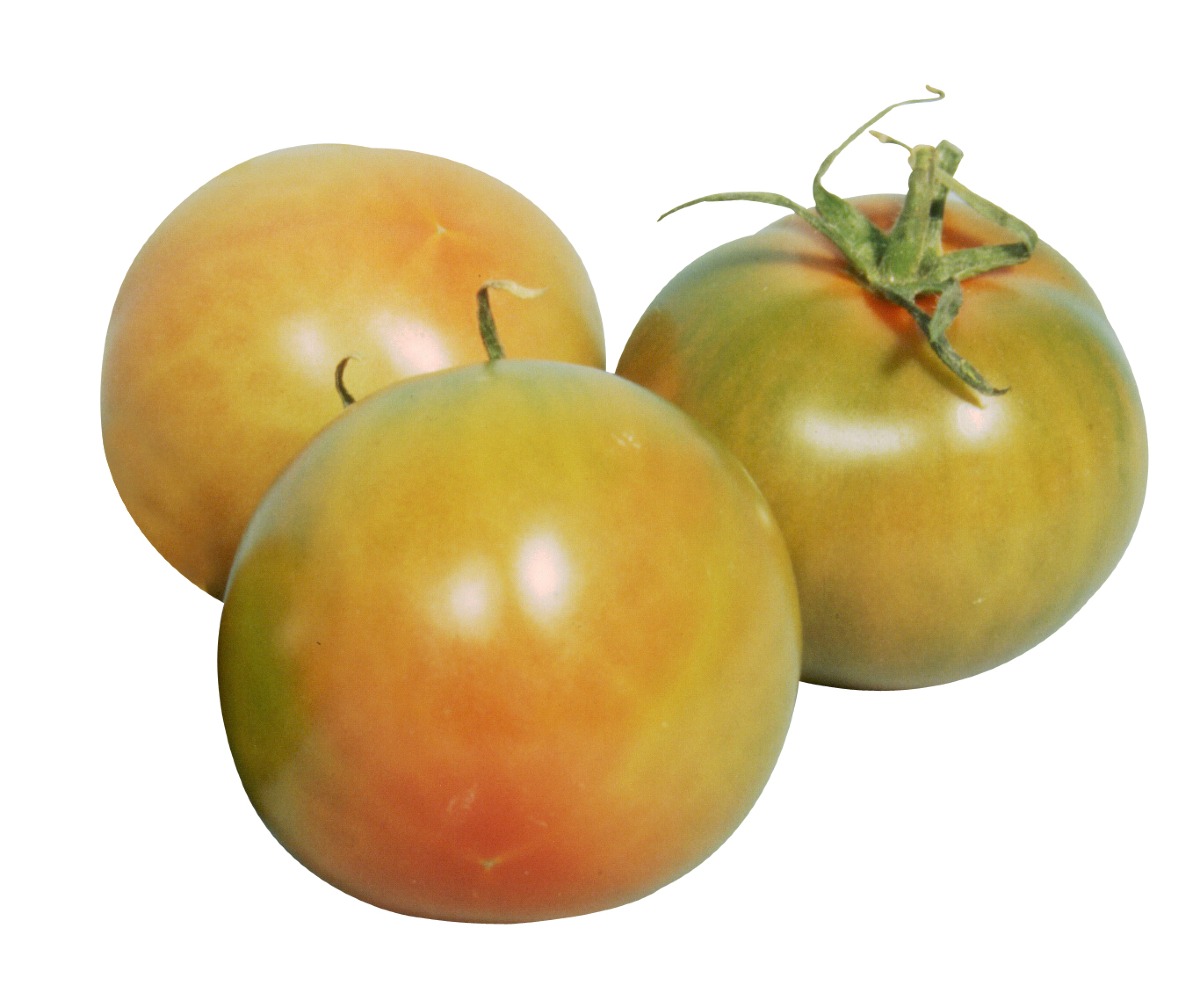 Pomidorai salotiniai