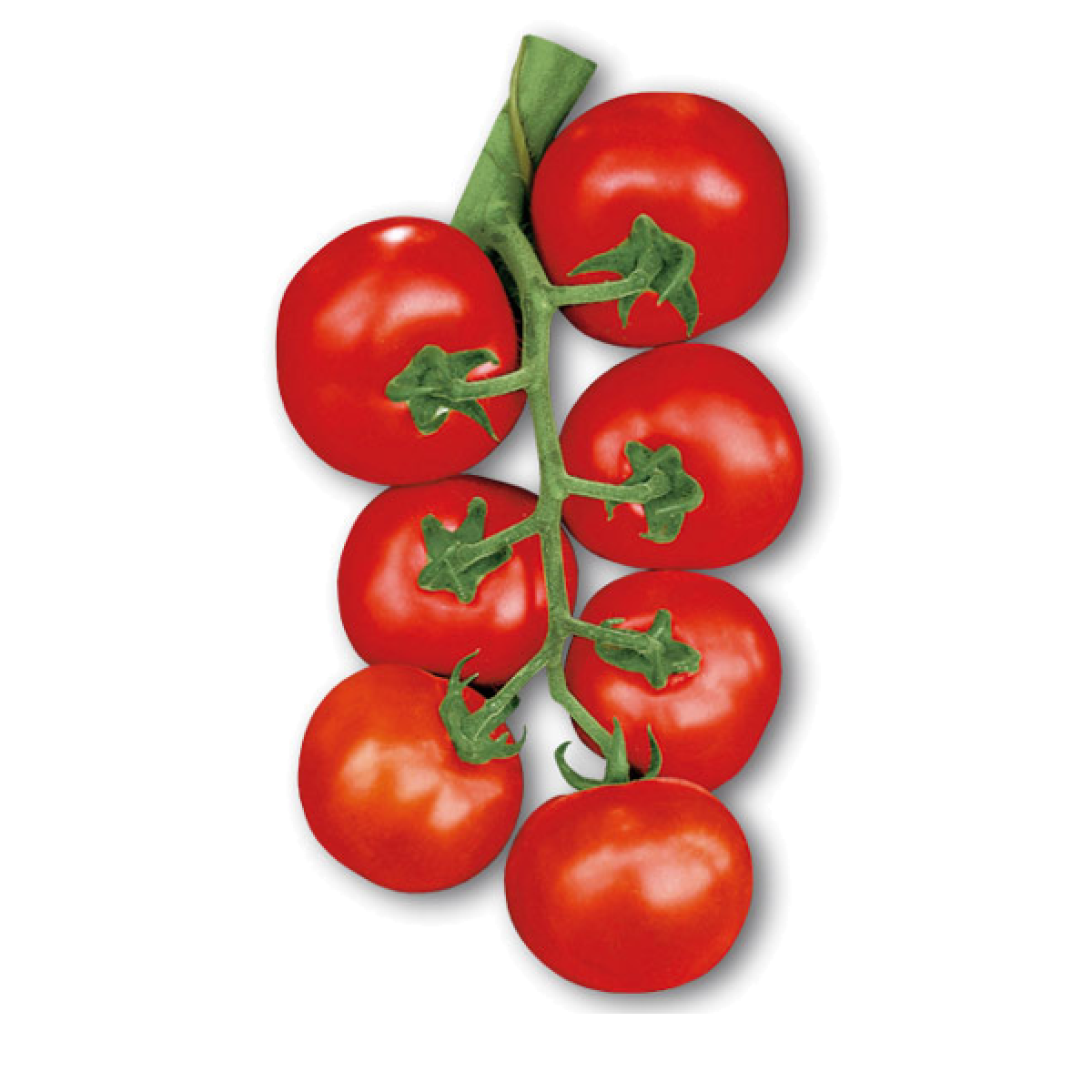 Pomidorai su šakelėmis
