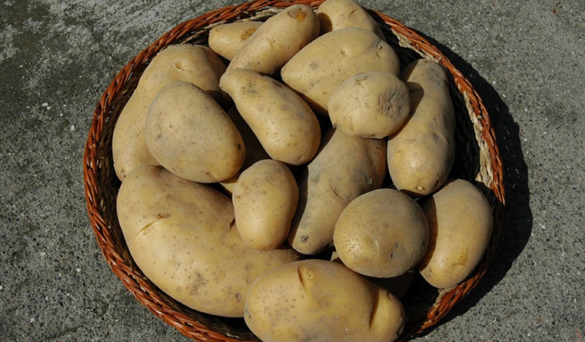 Šviežios bulvės