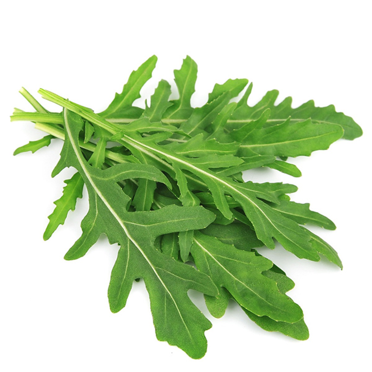 Rukola